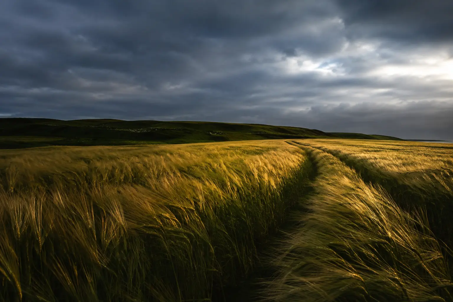 Windswept barley beneath a dark Atlantic sky and a brief shaft of light
